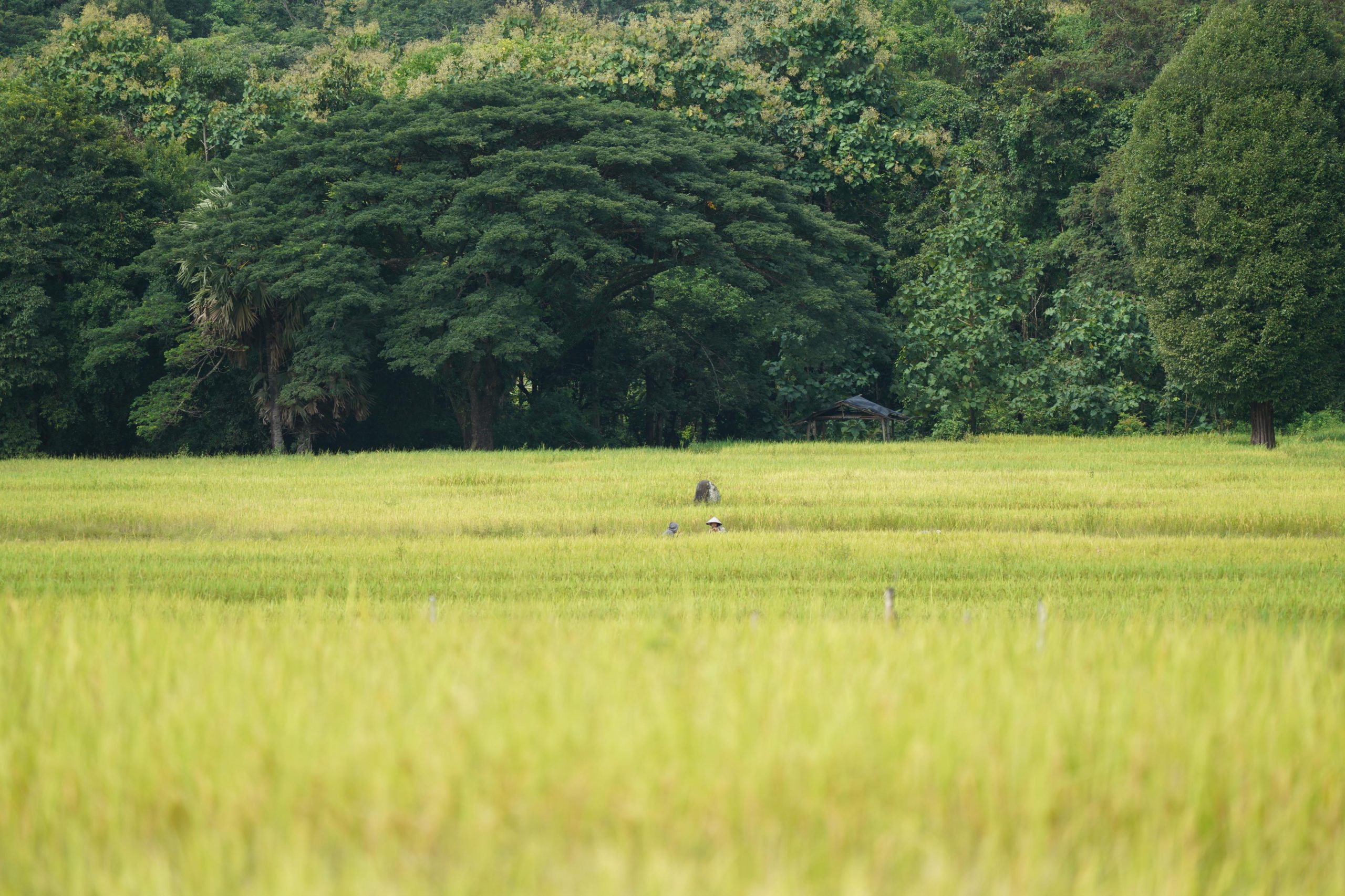 Harvest Season champasak - green ricefields