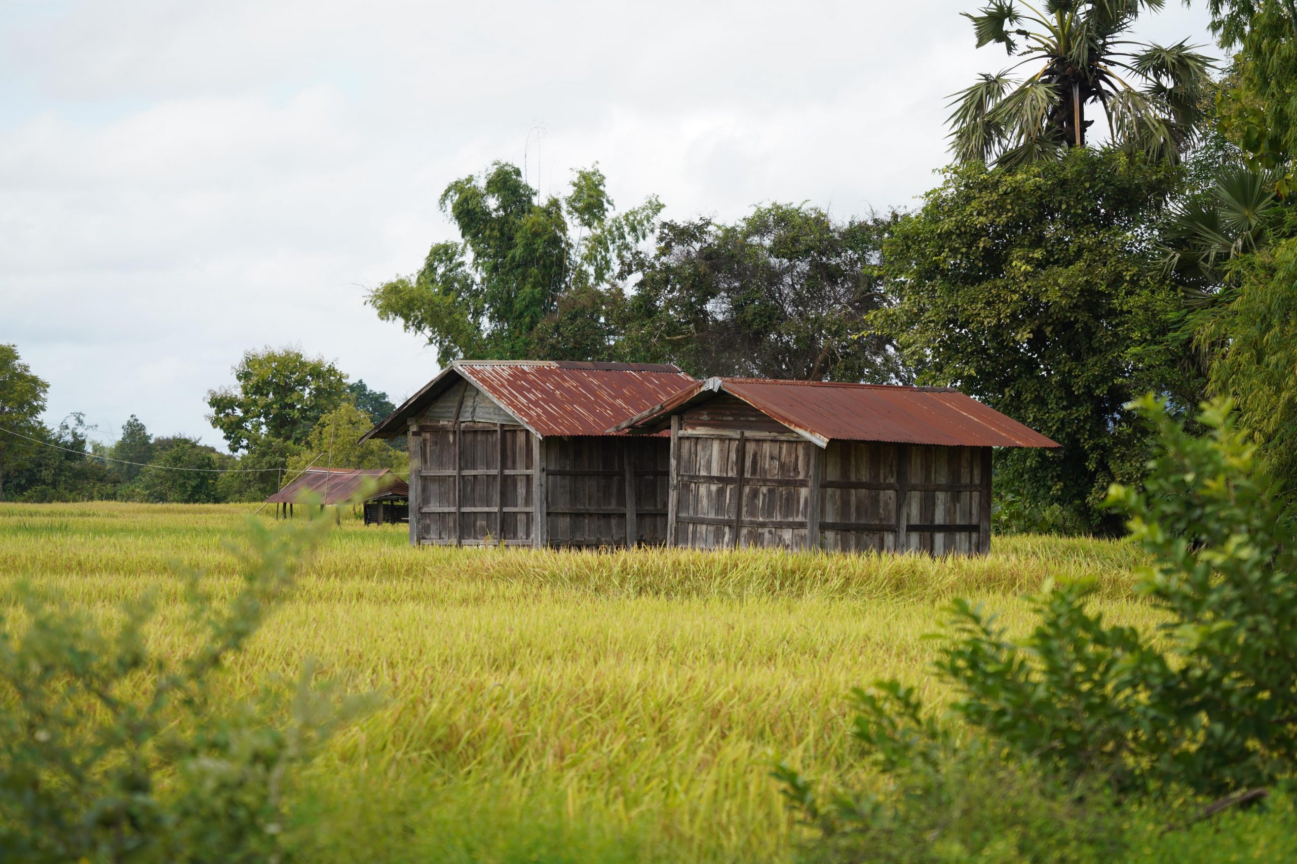 Harvest Season champasak - green ricefields and ricehouse