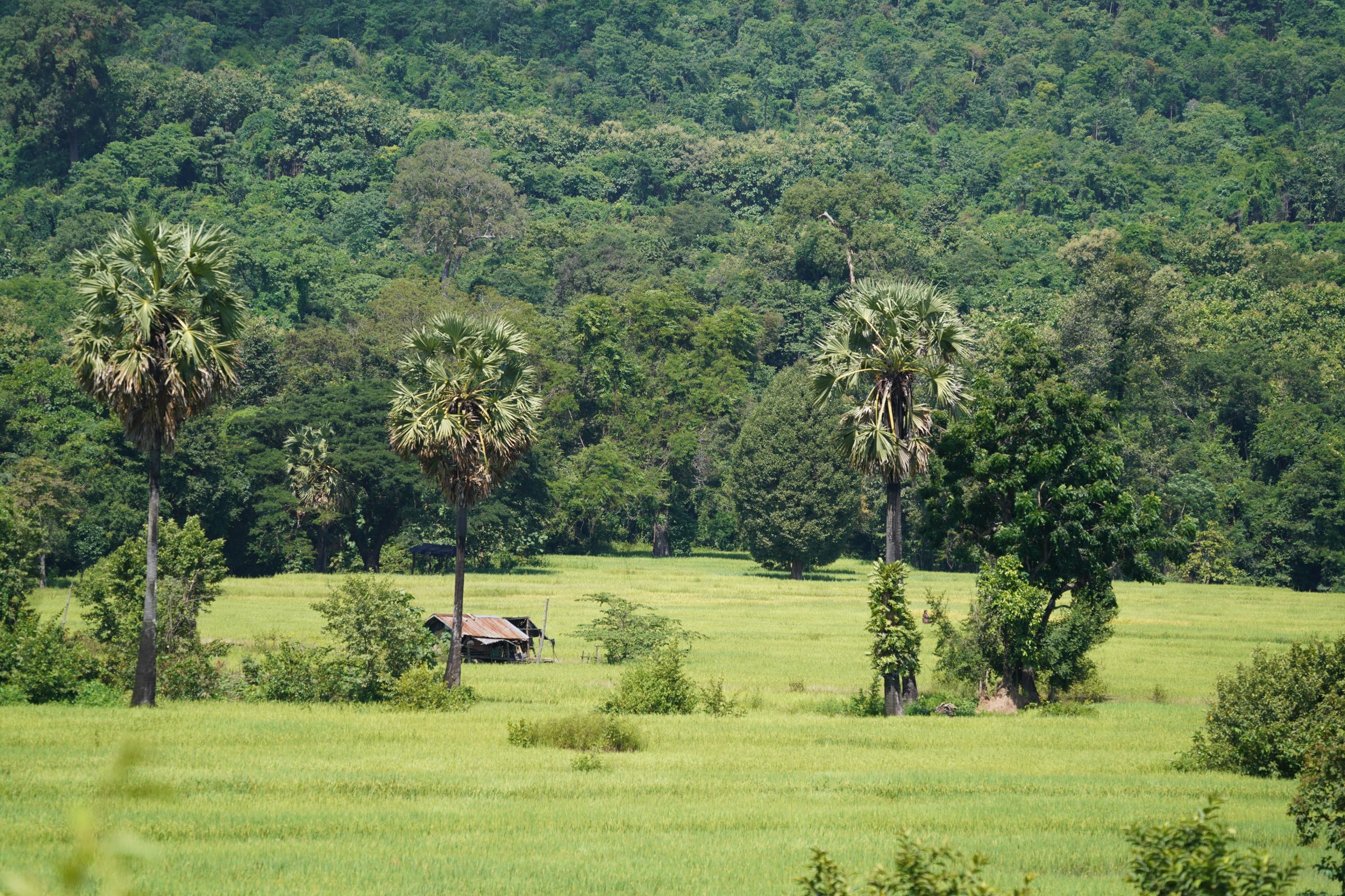 Harvest Season champasak - green ricefields