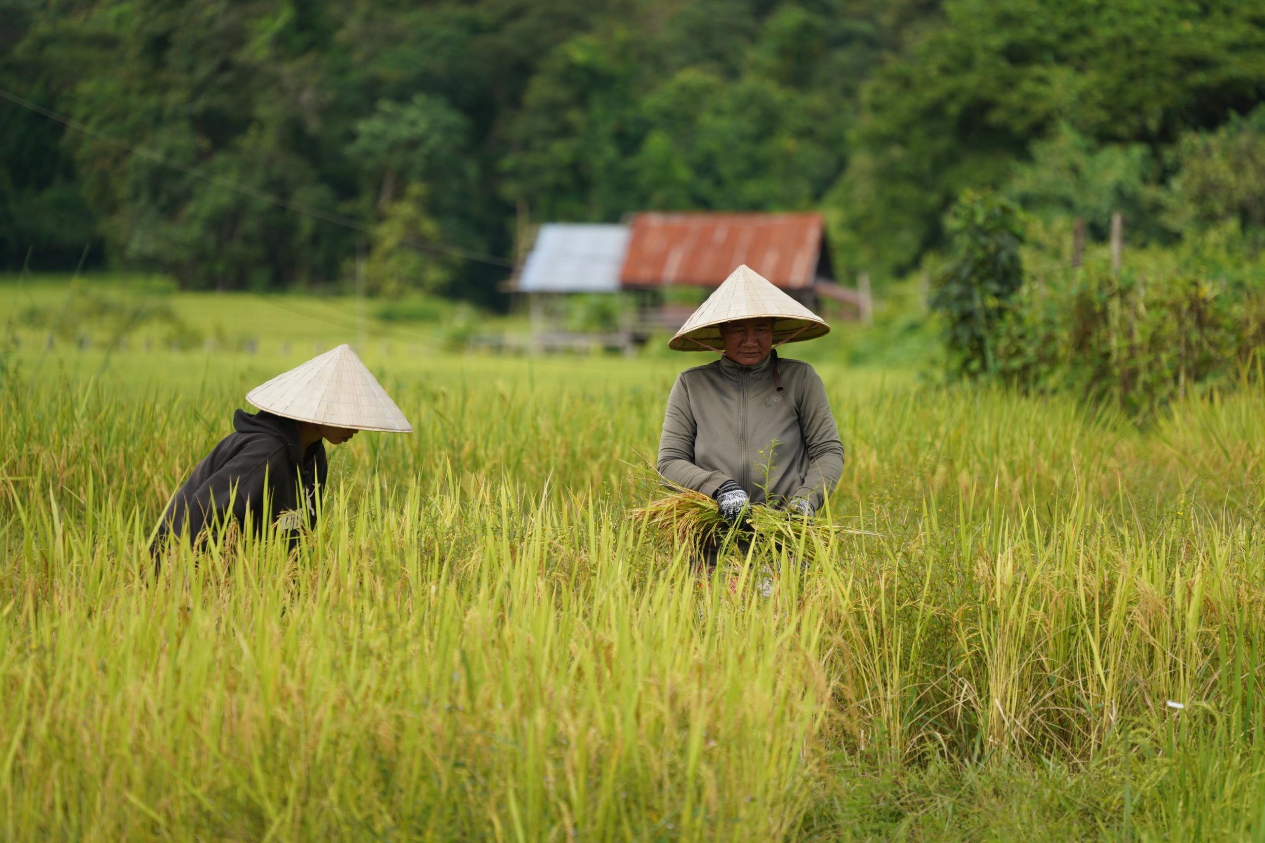 Harvest Season champasak - green ricefields and farmers